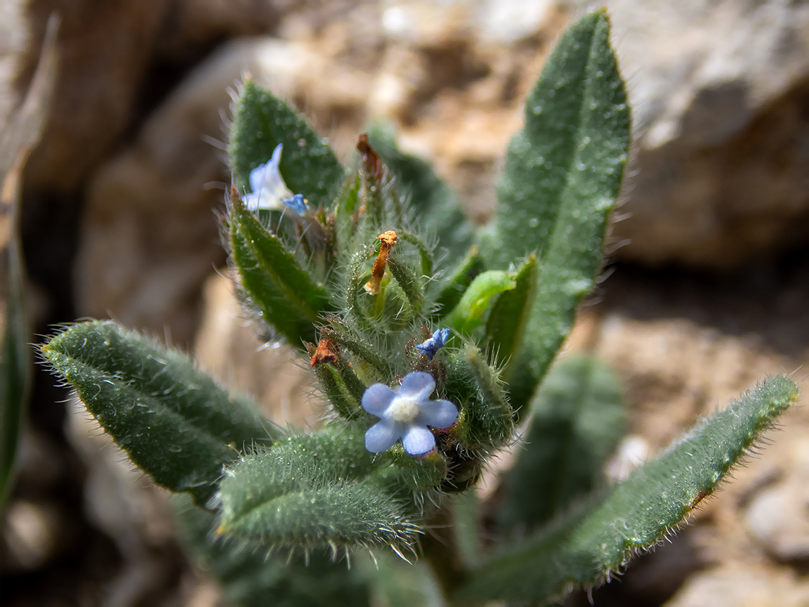 Image of genus Anchusa specimen.