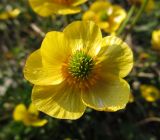 Ranunculus propinquus