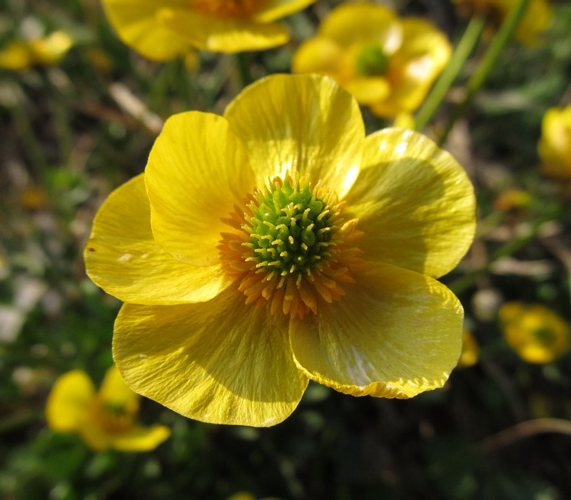 Изображение особи Ranunculus propinquus.