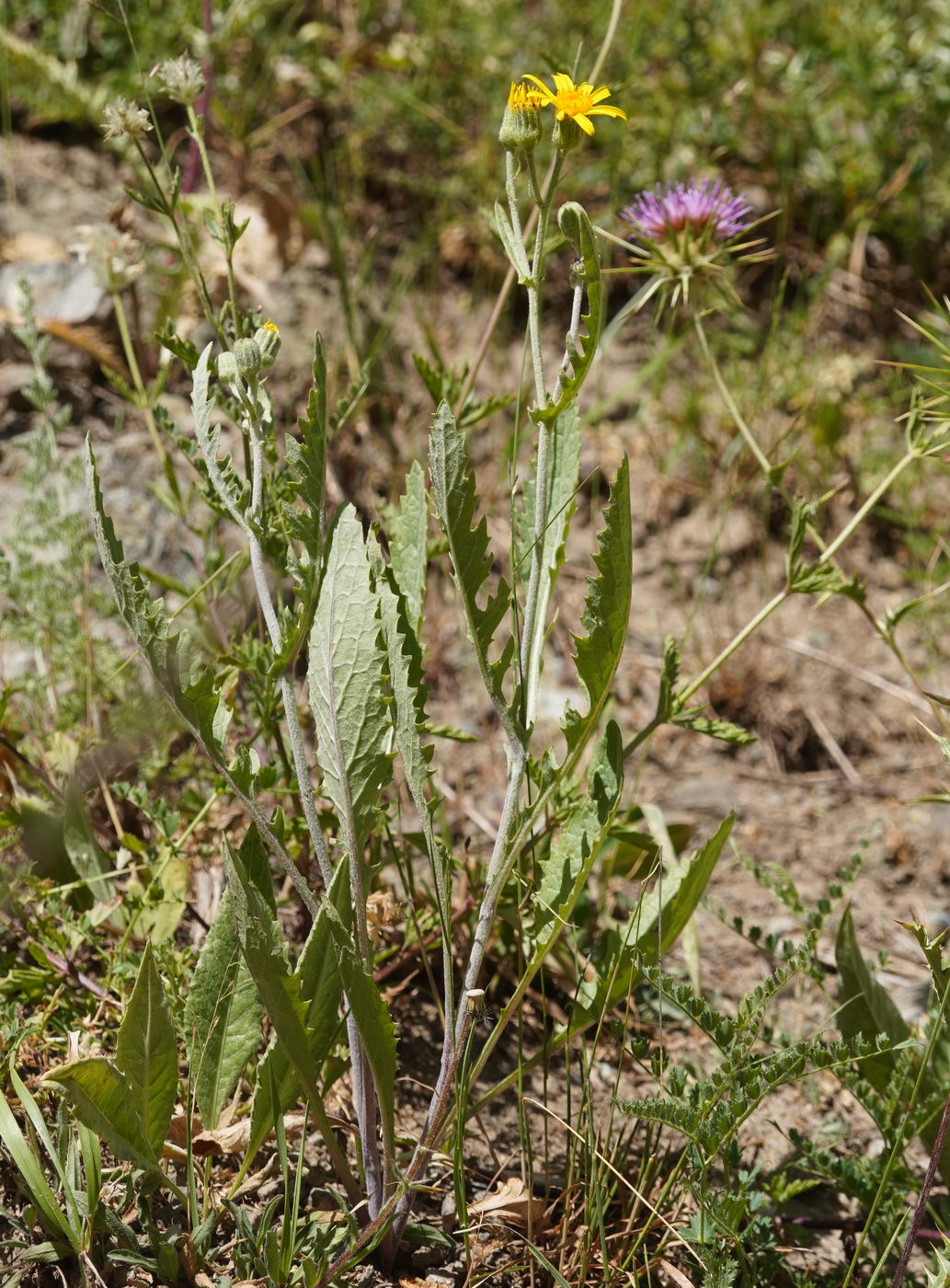 Изображение особи Senecio renardii.