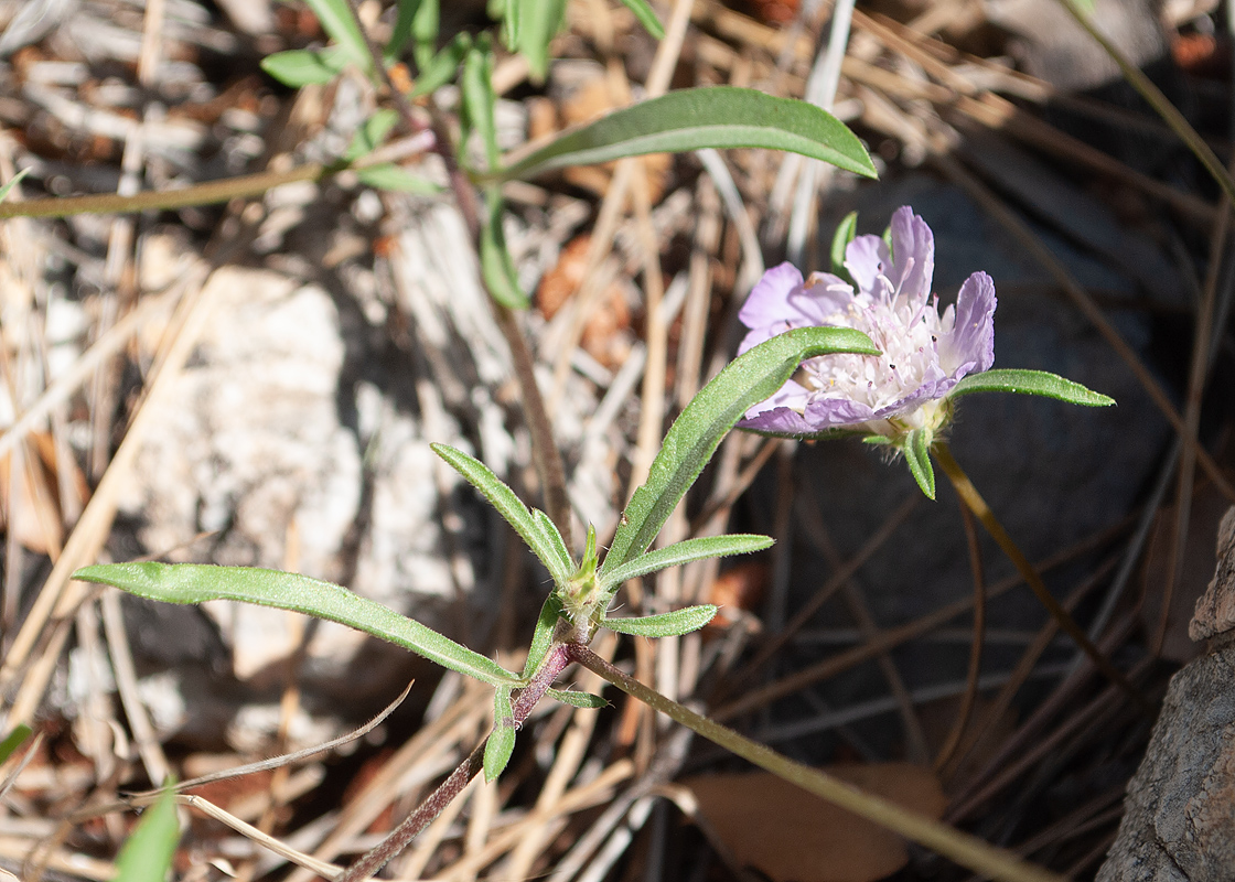 Изображение особи семейство Dipsacaceae.