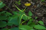 Vincetoxicum hirundinaria