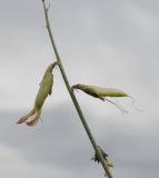 Astragalus kessleri