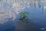 Oenanthe aquatica