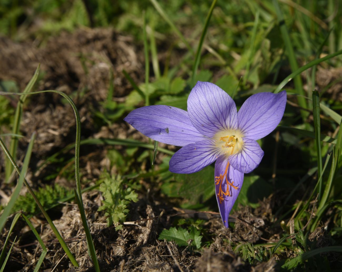 Image of Crocus speciosus specimen.