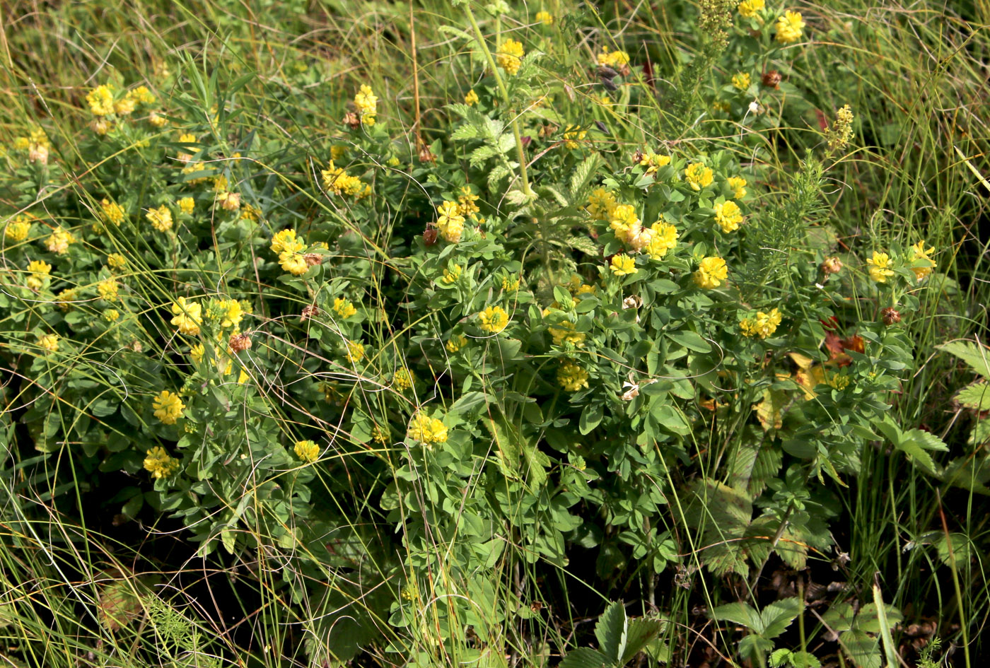 Image of Trifolium aureum specimen.