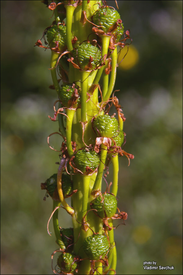 Image of Eremurus jungei specimen.