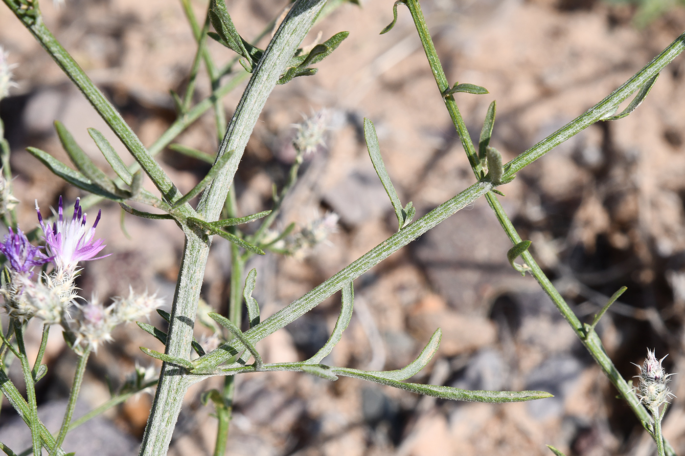 Image of genus Centaurea specimen.