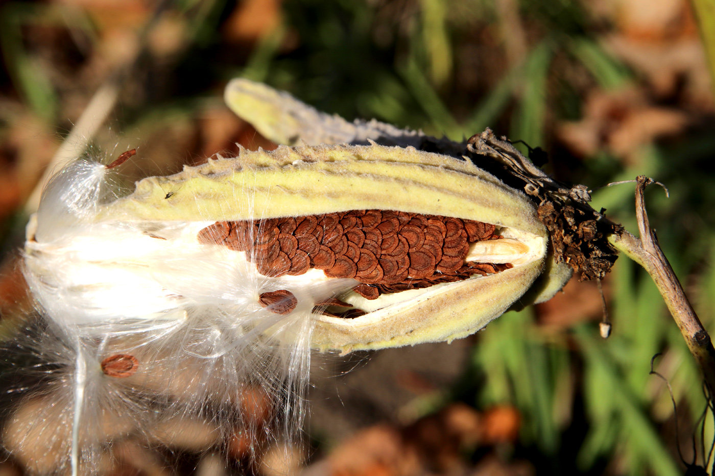 Изображение особи Asclepias syriaca.