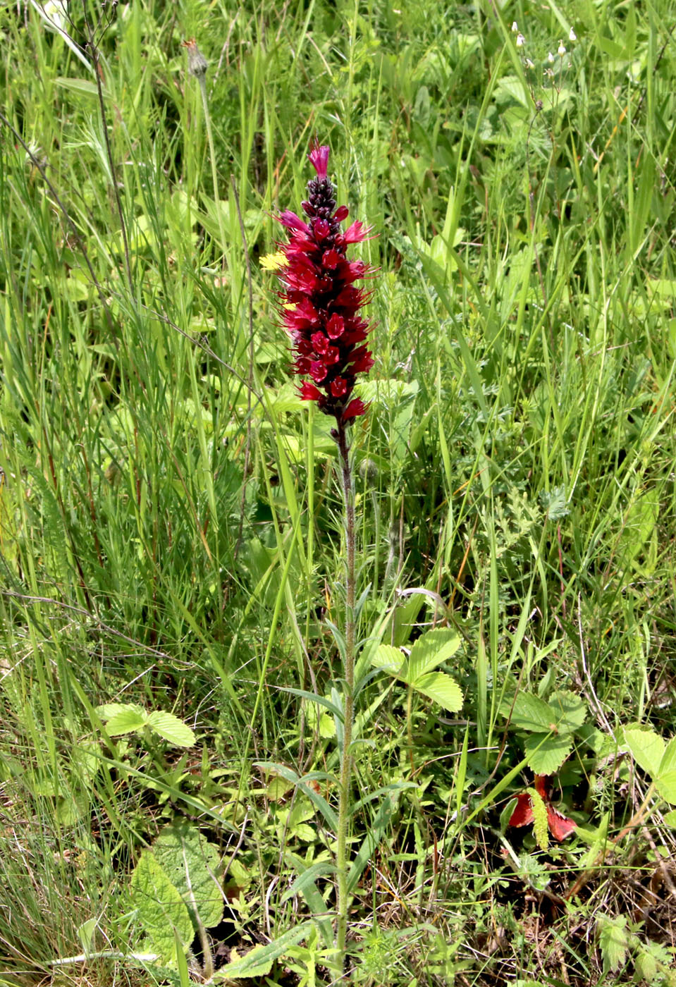 Image of Echium russicum specimen.