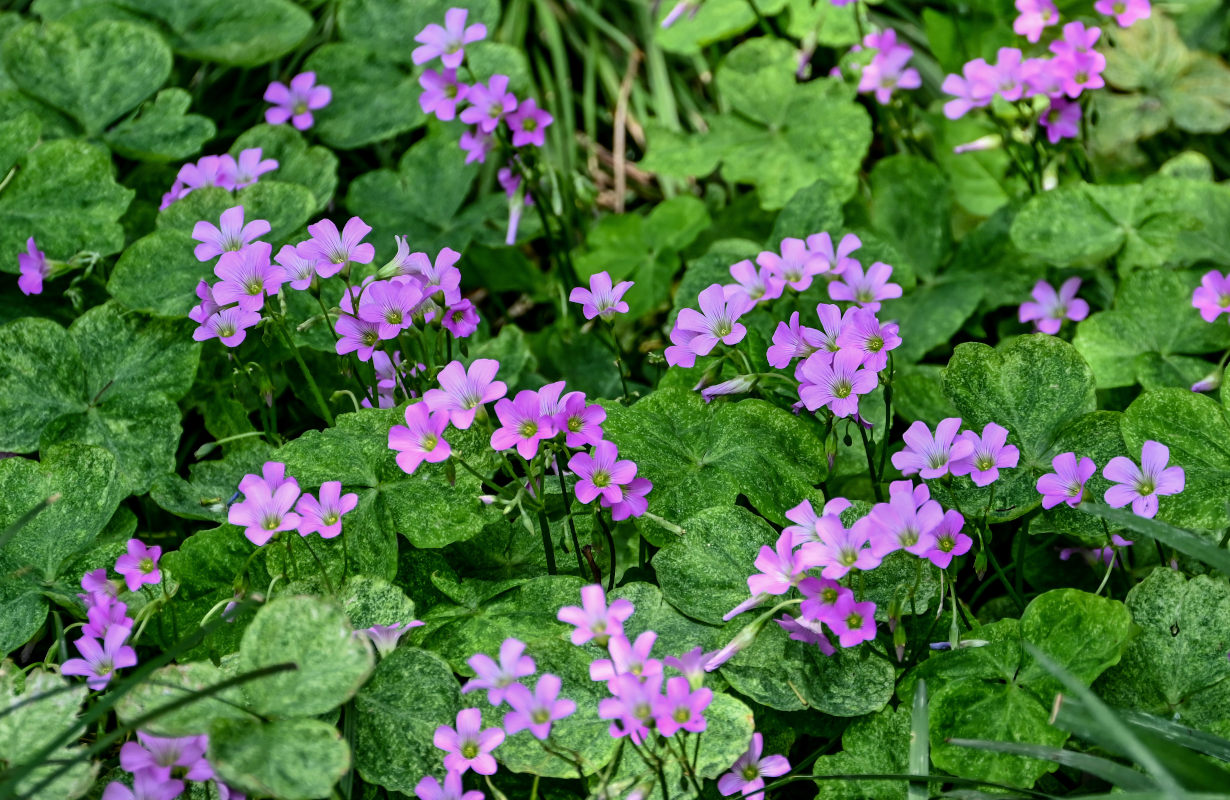 Image of Oxalis debilis var. corymbosa specimen.