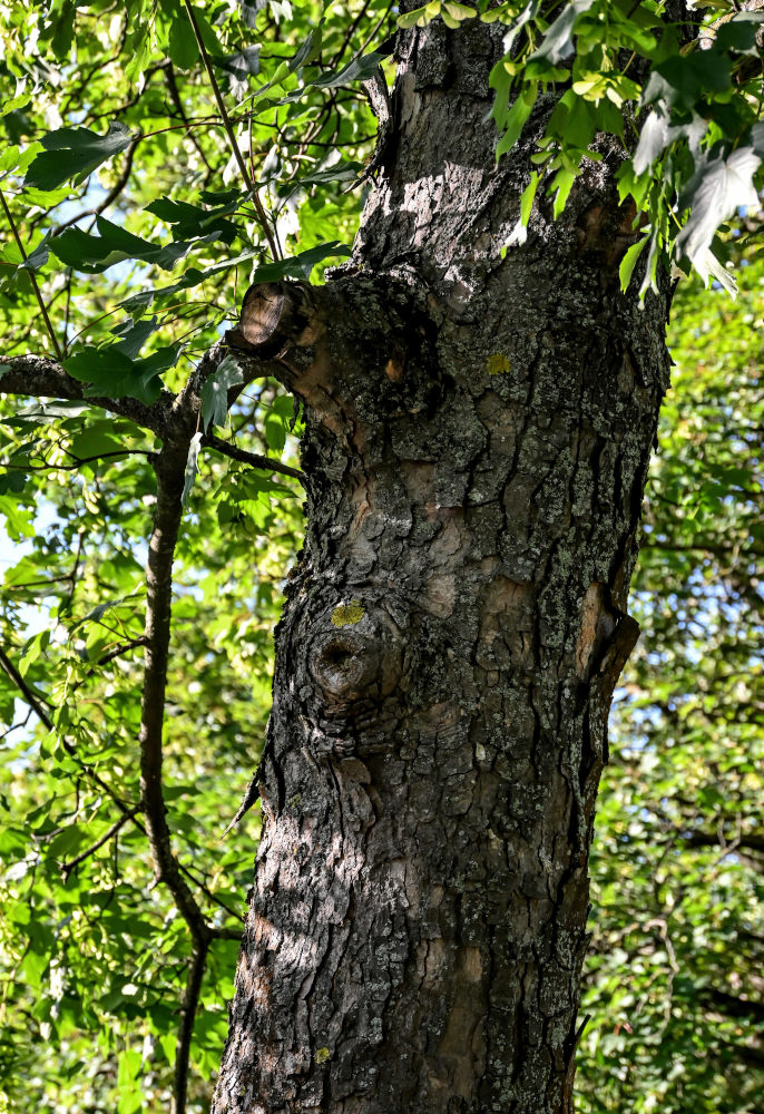 Image of Acer pseudoplatanus specimen.