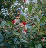 Acca sellowiana. Верхушка цветущей веточки. Абхазия, Гагрский р-н, с. Лдзаа, частный сад. 07.06.2025.