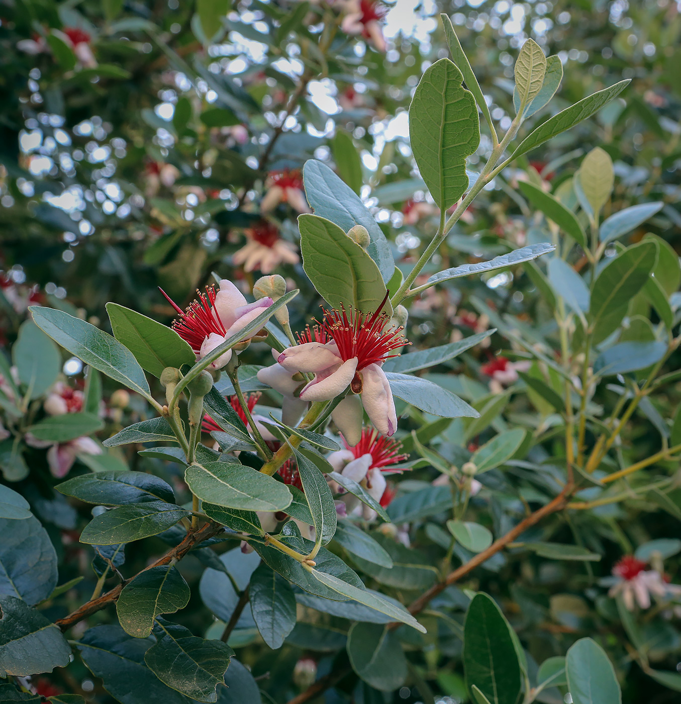 Image of Acca sellowiana specimen.