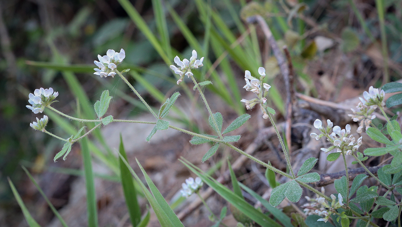 Изображение особи Dorycnium herbaceum.