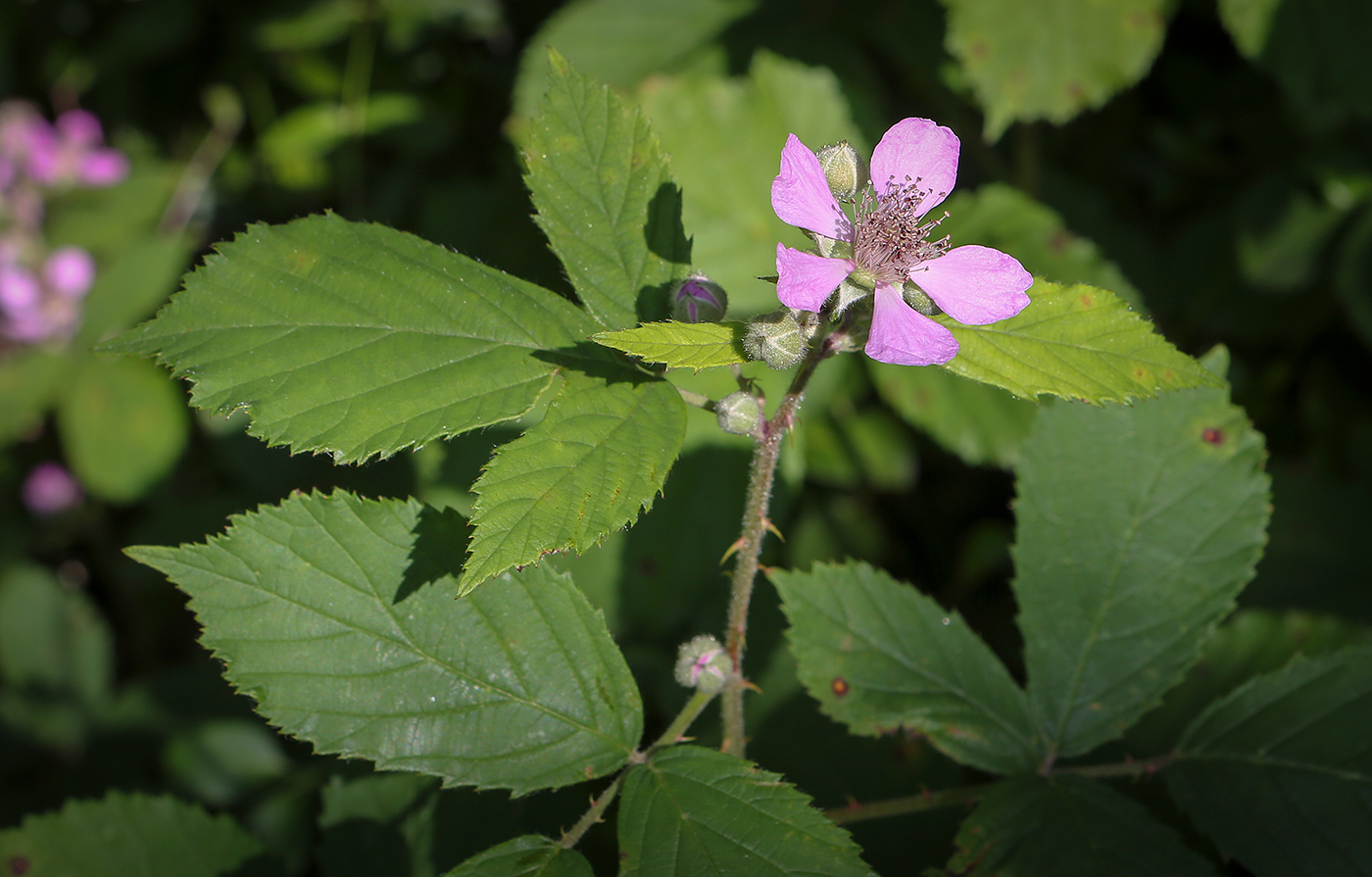 Изображение особи Rubus sanctus.