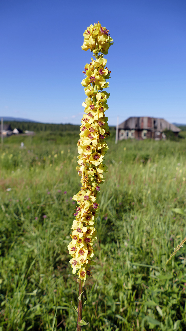 Изображение особи Verbascum nigrum.
