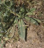 Echium biebersteinii. Лист. Турция, ил Мардин, окр. монастыря Мор-Габриэль. 26 мая 2025 г.