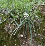 Bellevalia nivalis. Цветущее растение. Республика Кипр, мыс Акама, на краю вертикального среза грунта, обочина грунтовой дороги. 22.02.2026.