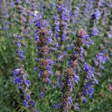 Hyssopus officinalis