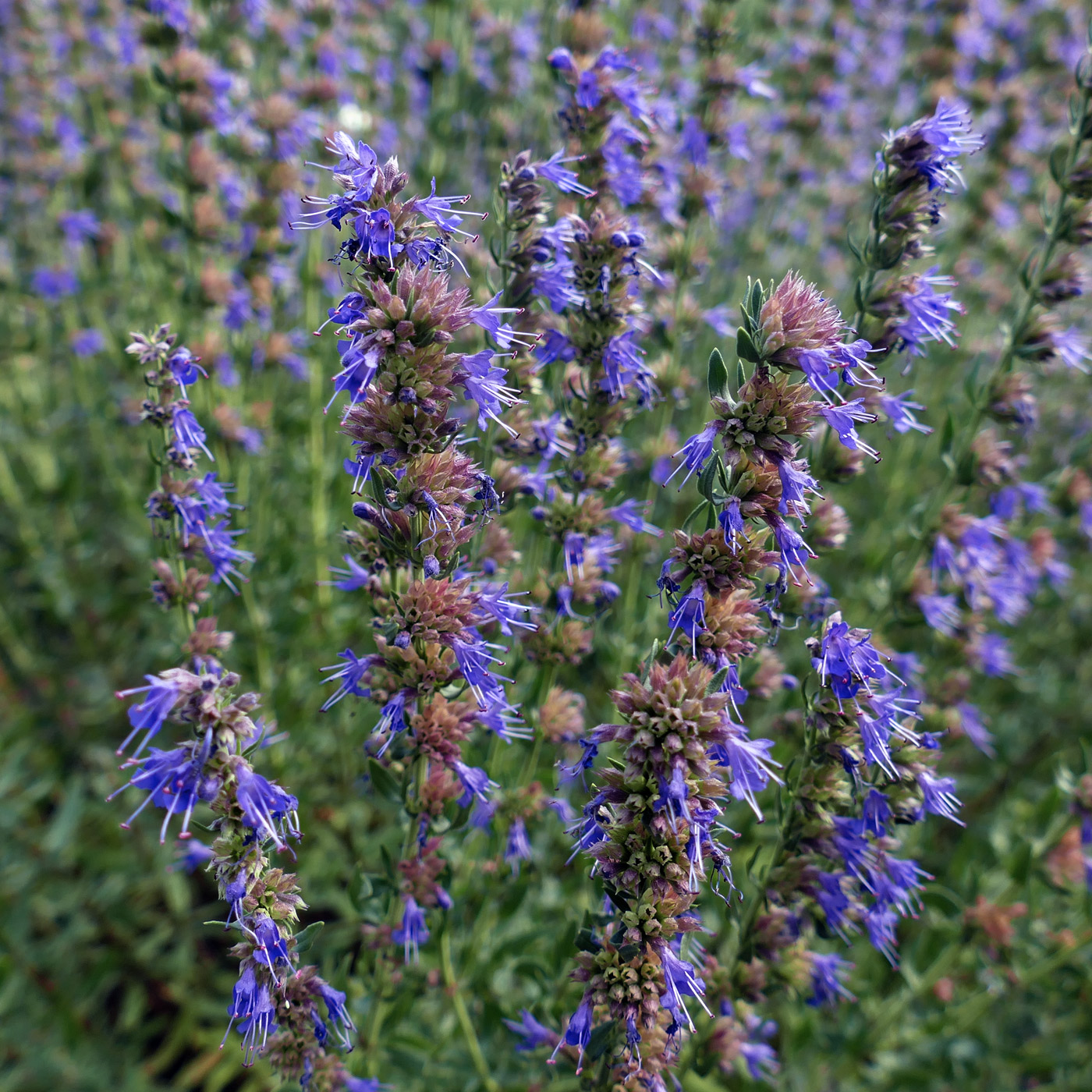 Изображение особи Hyssopus officinalis.