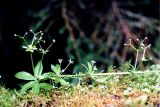 Galium triflorum