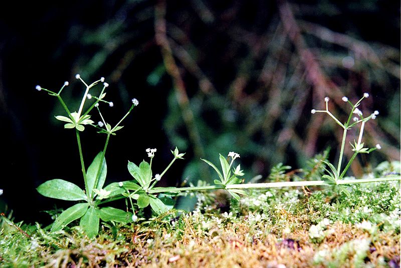 Изображение особи Galium triflorum.