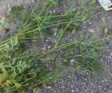 genus Papaver. Части побегов с бутонами. Турция, ил Карс, крепость Ани, луг. 28 мая 2025 г.