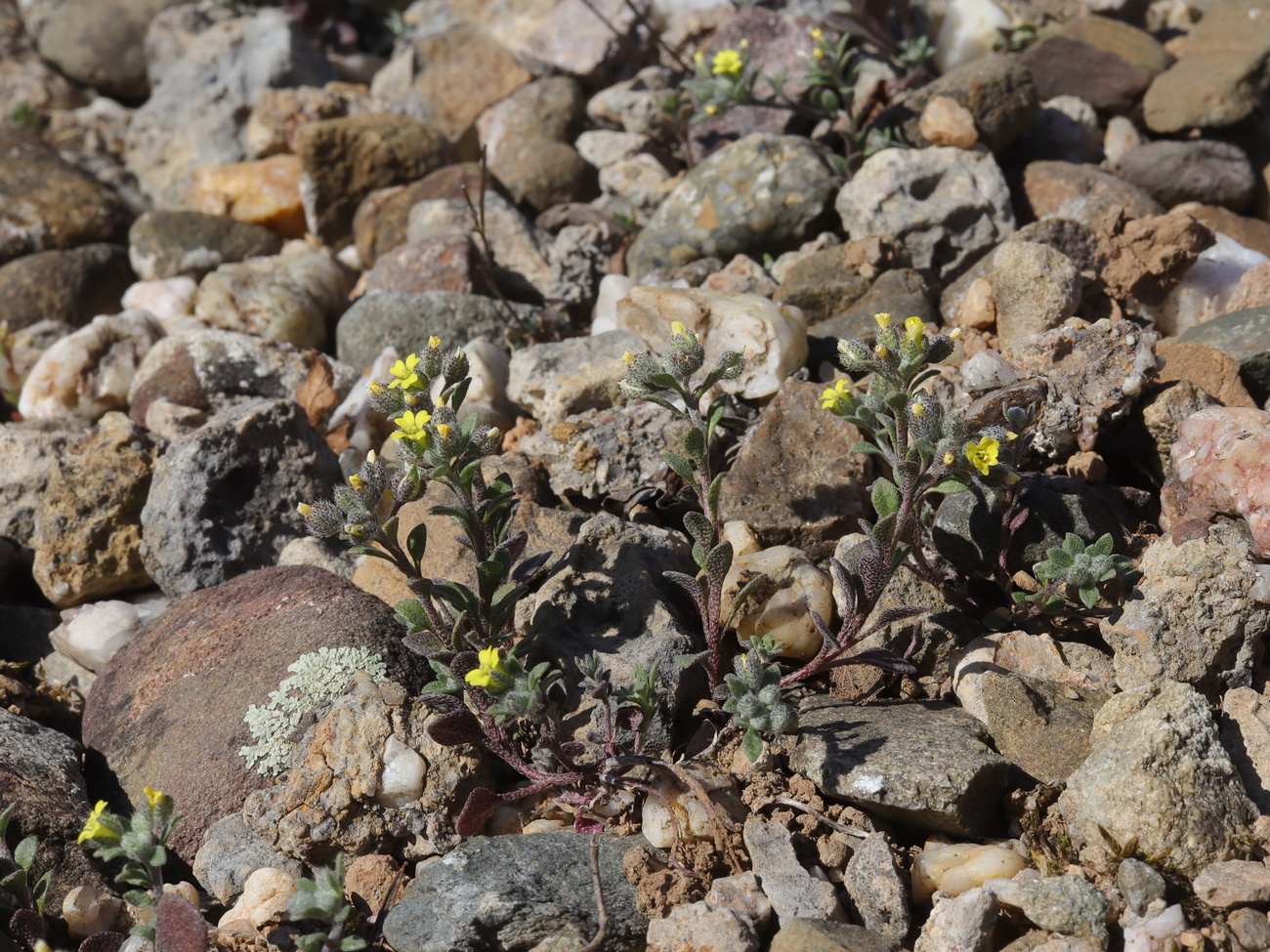 Image of Alyssum smyrnaeum specimen.