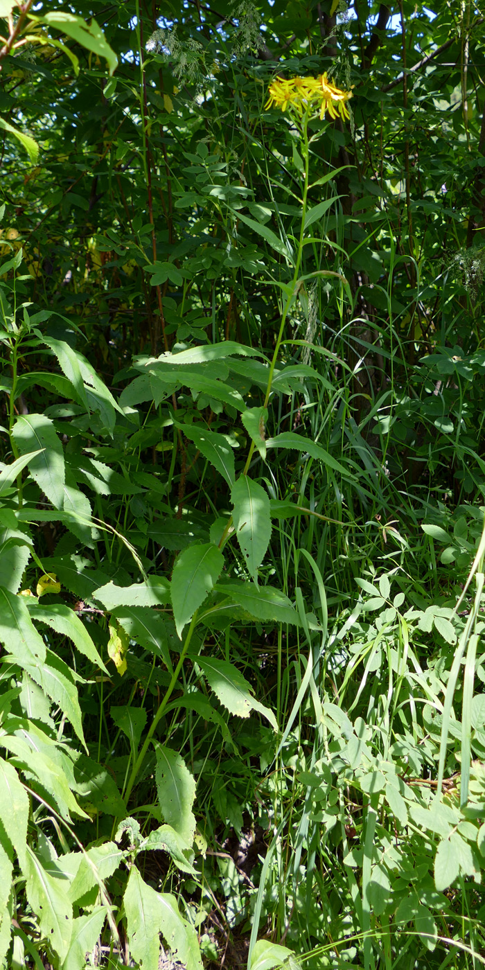 Изображение особи Senecio nemorensis.