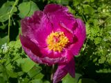 Paeonia daurica. Цветок. Крым, Кировский р-н, Агармышский лес, возле грунтовой дороги. 03.05.2025.