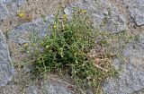 genus Pulicaria. Цветущее растение. Португалия, г. Лиссабон, на выложенной брусчаткой улице, у стены дома. 10.08.2025.