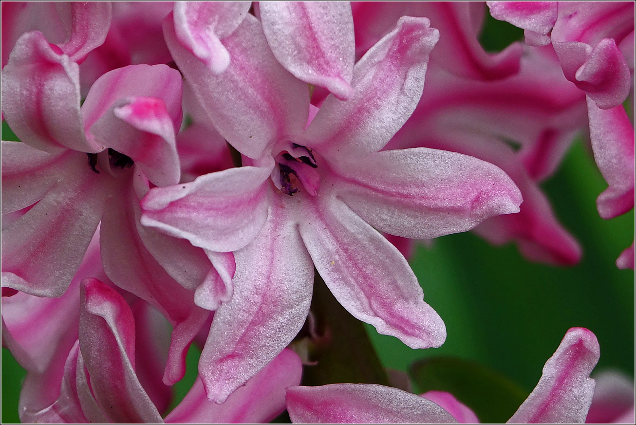 Image of Hyacinthus orientalis specimen.