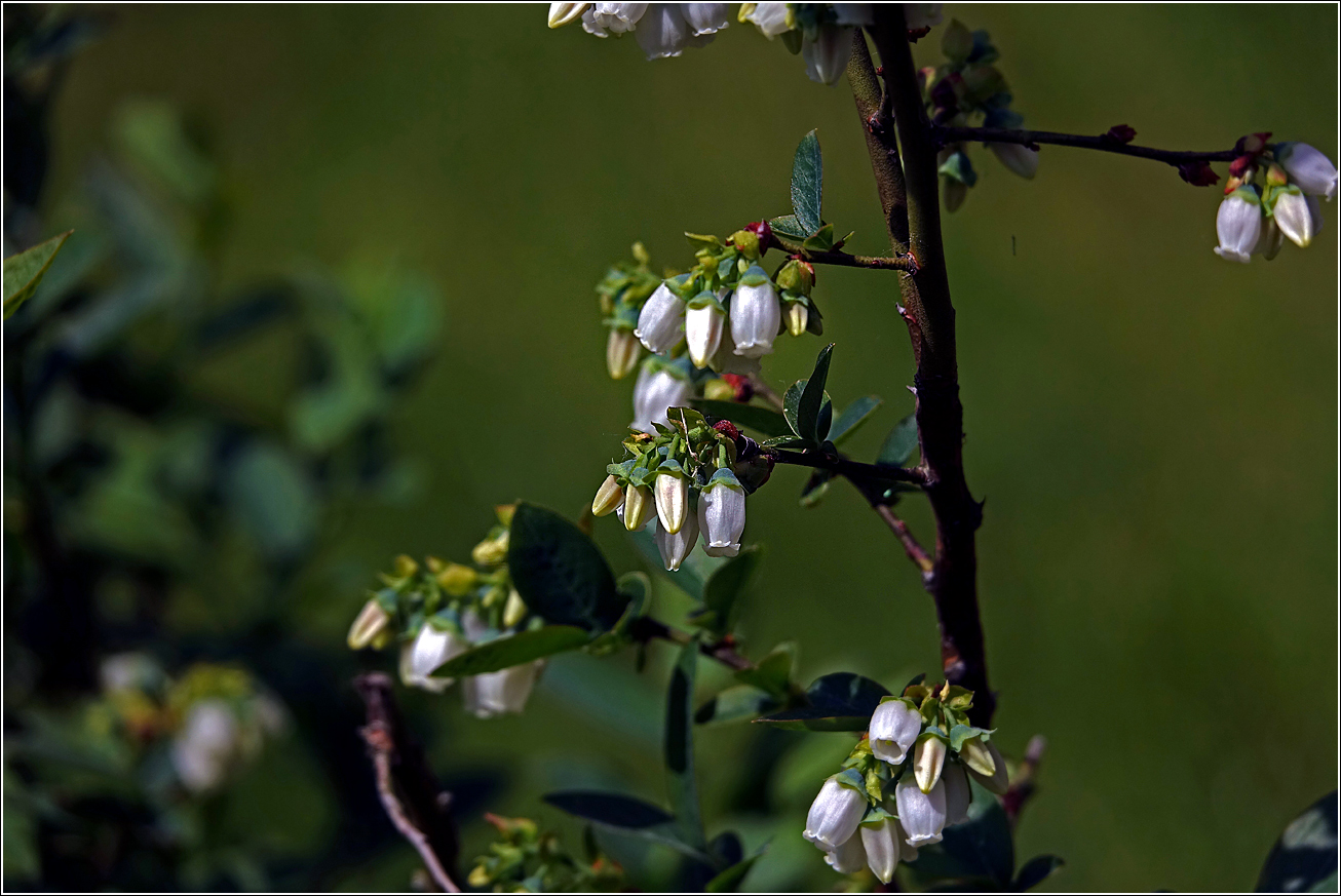 Image of Vaccinium corymbosum specimen.