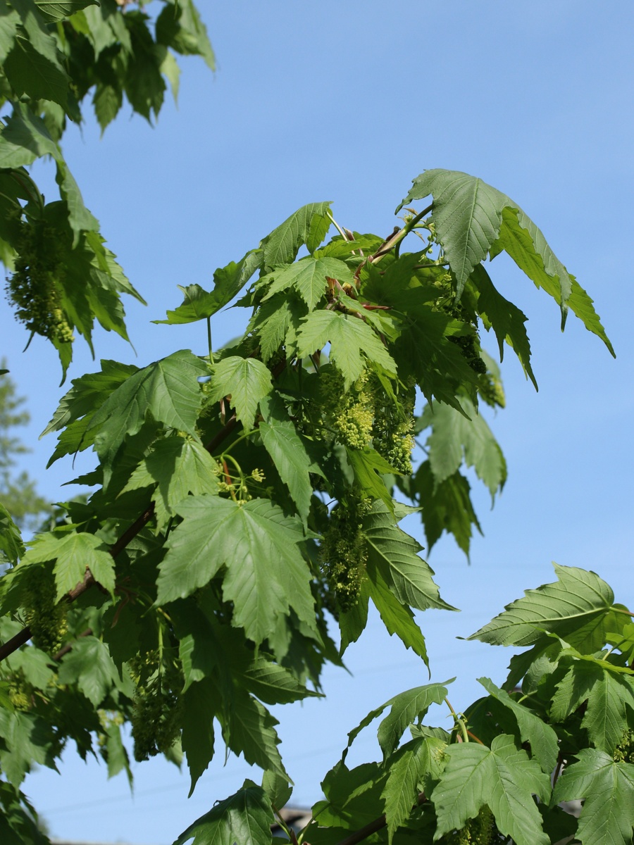 Image of Acer pseudoplatanus specimen.