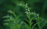Digitalis ciliata. Верхушки зацветающих растений. Нижегородская обл., в культуре. 16.06.2026.