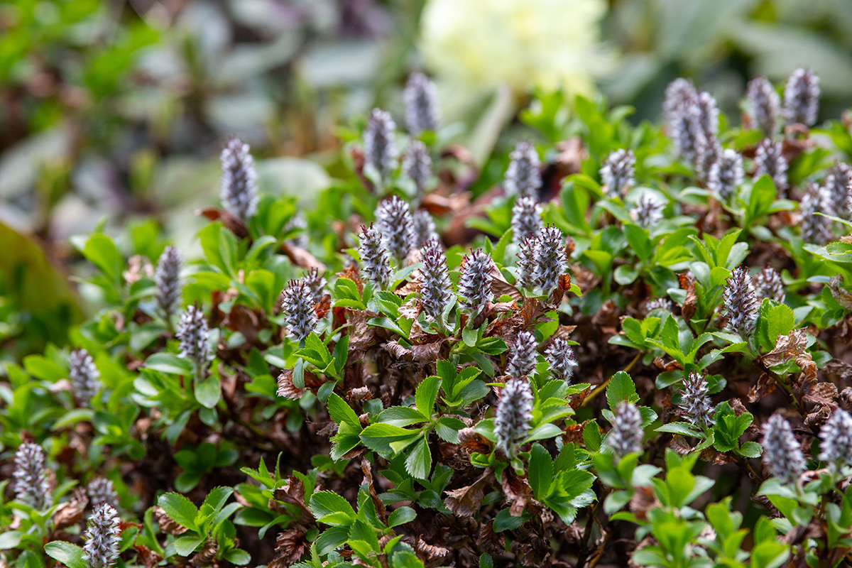 Image of Salix vyshinii specimen.