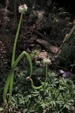 Allium × proliferum. Растение с цветками и луковичками. Белгородская обл., пос. Ракитное, ул. Сосновая, 2, в культуре. 29 июня 2026 г.