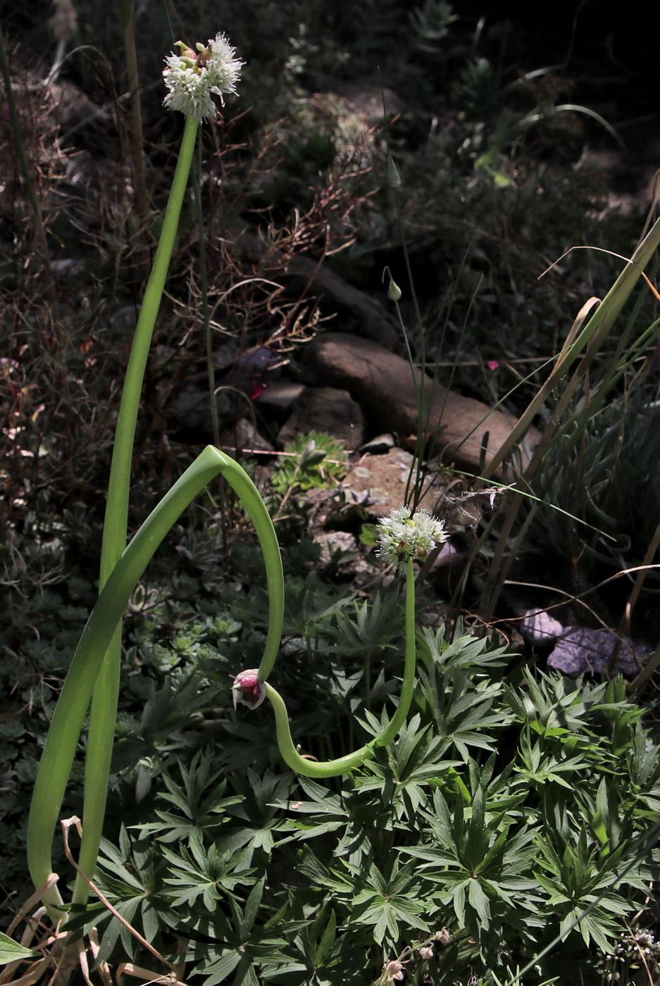 Image of Allium × proliferum specimen.