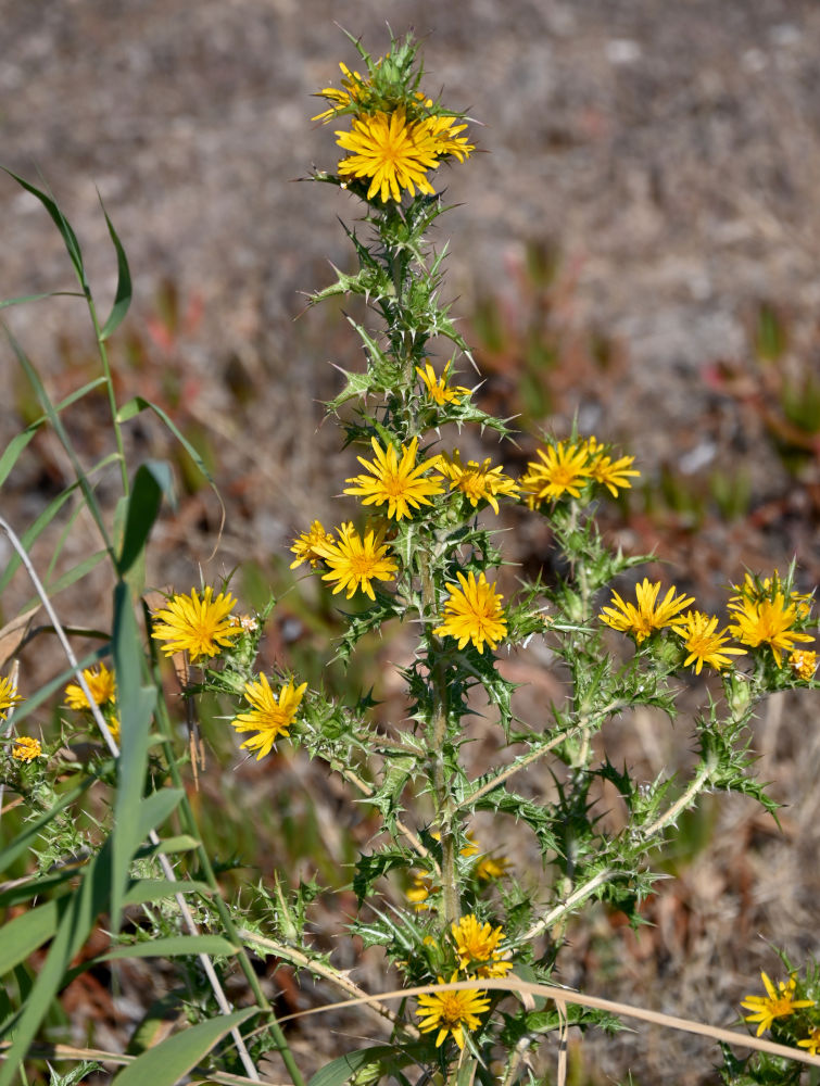Изображение особи Scolymus hispanicus.