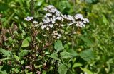 Ageratina adenophora