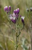 Jurinea multiflora. Соцветие с цветками и бутонами. Оренбургская обл., Кувандыкский муниципальный округ, северная оконечность Долгих гор, степной склон. 10 июня 2025 г.