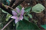 Solanum melongena. Цветок. Московская обл., Раменский р-н, окр. дер. Хрипань, садовый участок. 24.07.2026.