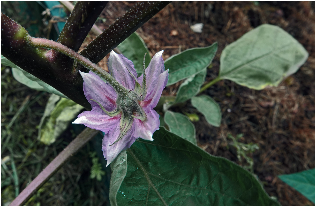 Image of Solanum melongena specimen.