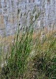 Phleum pratense. Цветущее растение. Калининградская обл., Правдинский р-н, пос. Дружба, окр. шлюза №1 Мазурского канала, край каменной стены. 02.07.2025.