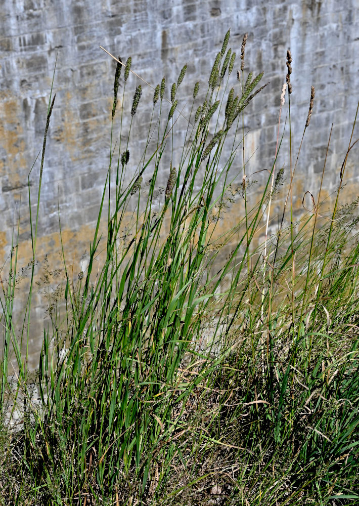 Image of Phleum pratense specimen.