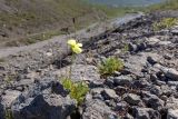 Papaver lapponicum. Цветущее и плодоносящее растение. Кольский п-ов, Хибины, дол. р. Кунийок, среди камней. 28.07.2026.