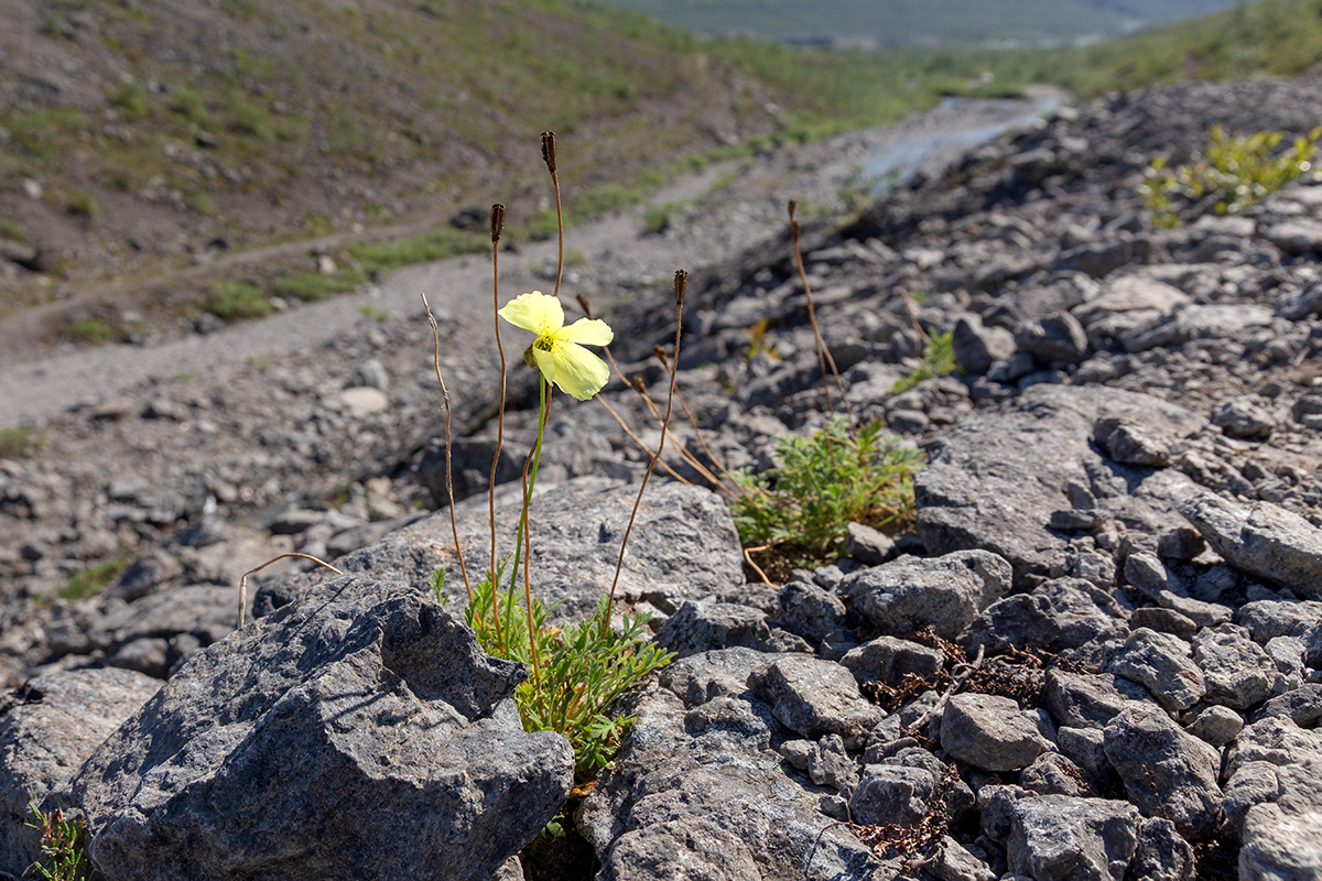 Image of Papaver lapponicum specimen.