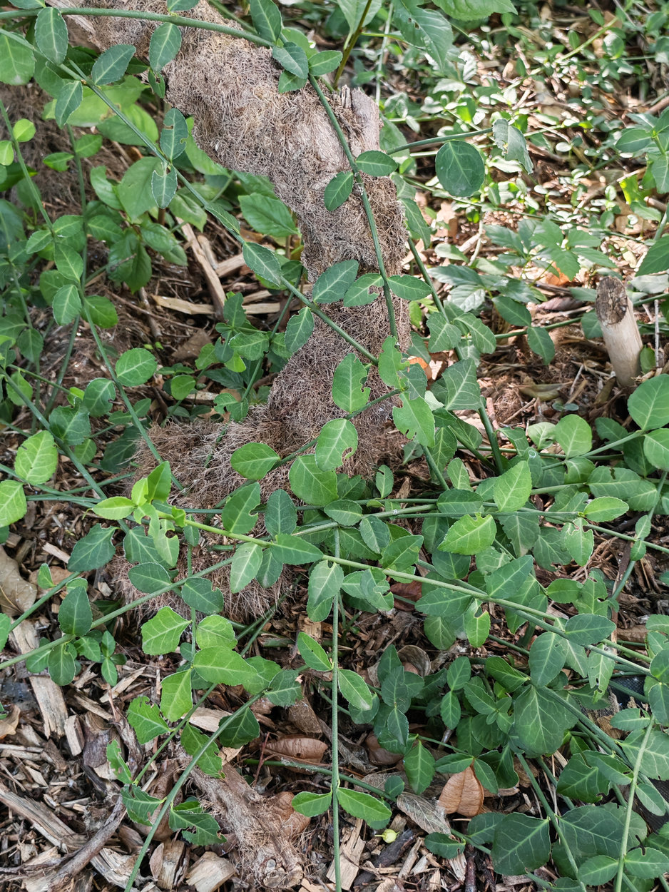 Image of genus Euonymus specimen.