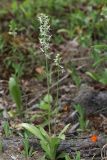 Platanthera metabifolia